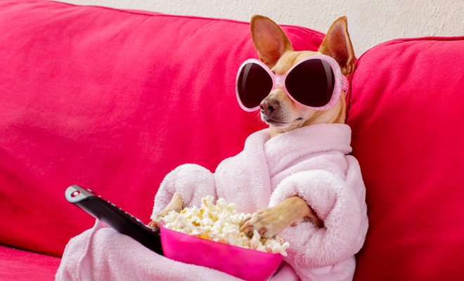 Nombres para perros inspirados en series en 2021