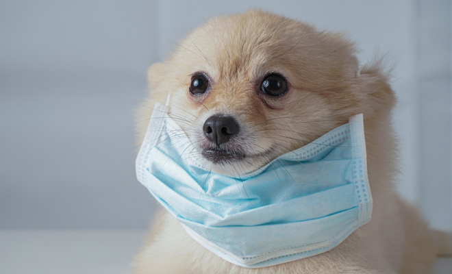 Nombres atrevidos para perros de tendencia en 2021