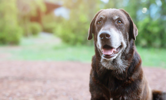 Los nombres más clásicos para perros en 2021