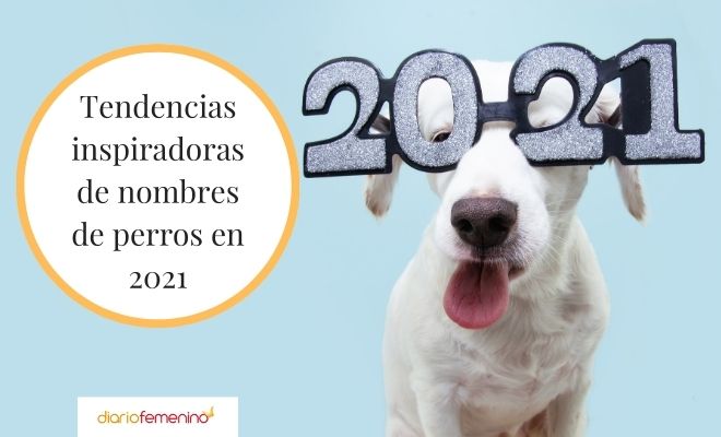 para perros que son tendencia en 2021 (originales y