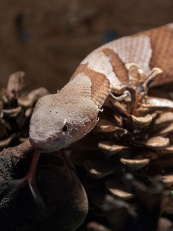 Soñar con una serpiente muerta: acaba con el peligro
