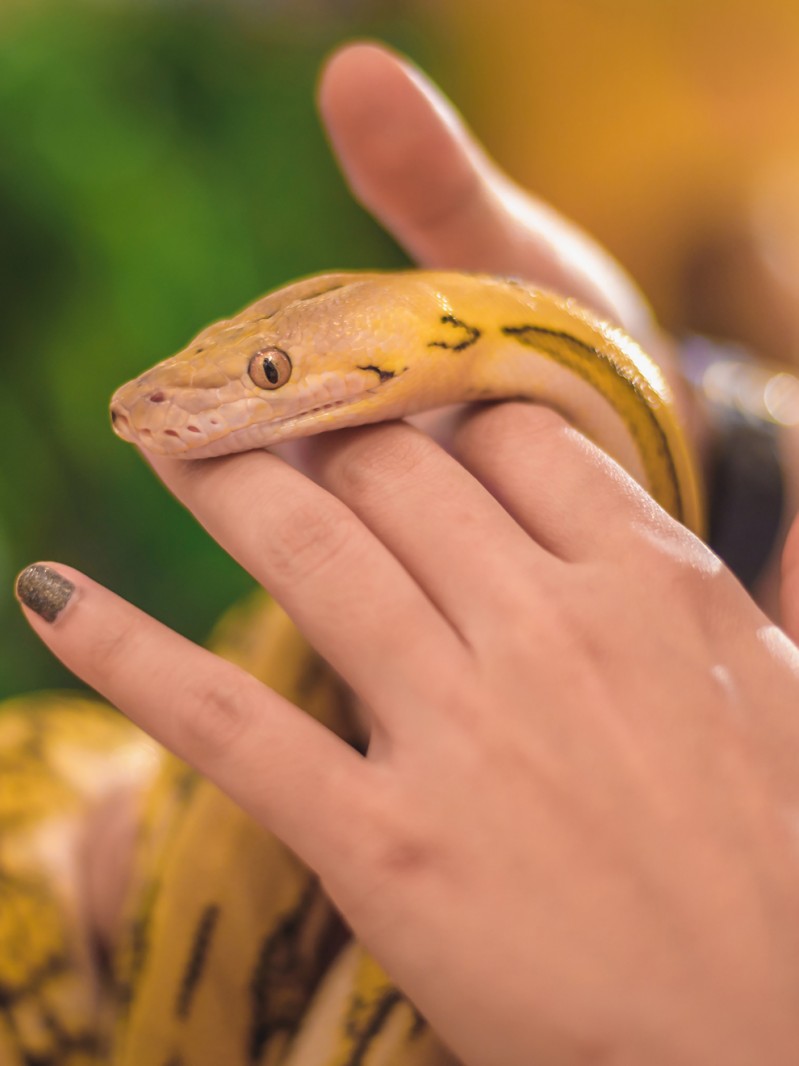 Soñar Con Cortarle La Cabeza A Una Serpiente