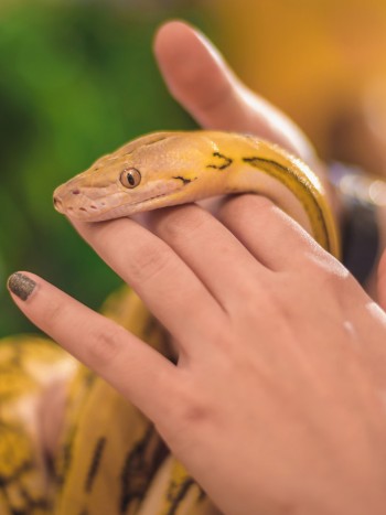 Soñar que tienes una serpiente de mascota: ¿te atreves con todo?