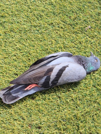 Soñar con palomas muertas: busca la calma