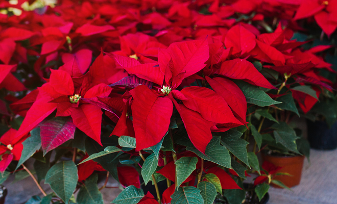 La Flor de Pascua, una tradición navideña mexicana