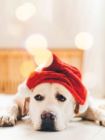 ¿Hay que ser feliz SÍ o SÍ en Navidad? Depresión y ansiedad navideñas