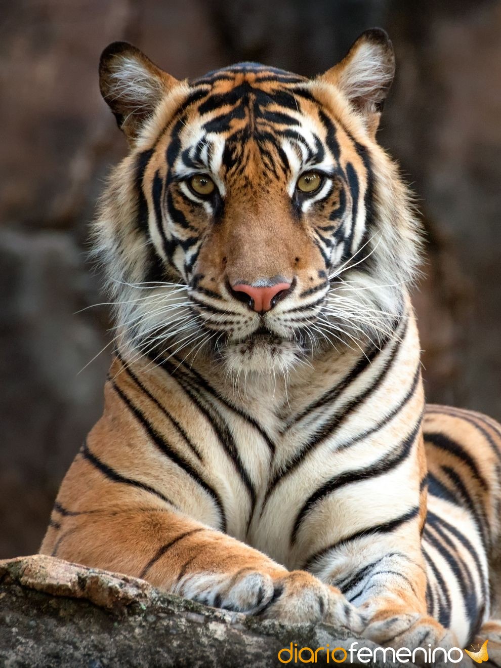Retoma el control y tu fuerza al soñar con tigres