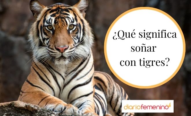 Retoma el control y tu fuerza al soñar con tigres