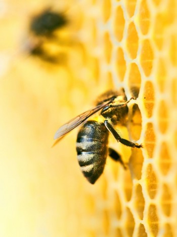 Dinero y amor al soñar con abejas: el significado de tu sueño