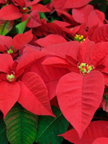 Cómo cuidar la flor de Pascua para conservarla más allá de la Navidad