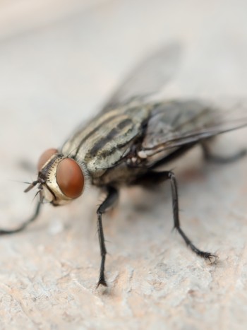 Diferentes significados de soñar con moscas: no dejes de intentarlo