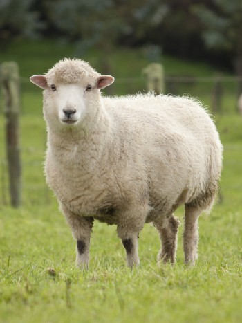 Soñar con ovejas o borregos: ¿formas parte del rebaño?