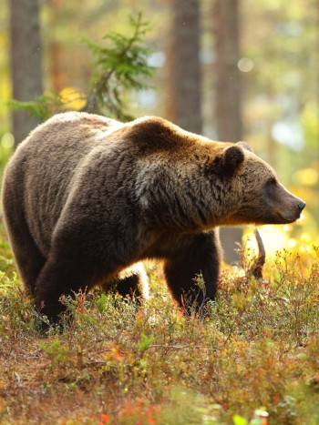 ¿Es normal soñar con osos? Todos sus significados al descubierto