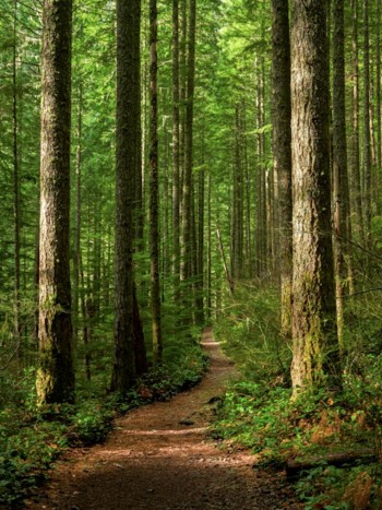 El significado de soñar con un bosque: ¿conoces tus inquietudes?