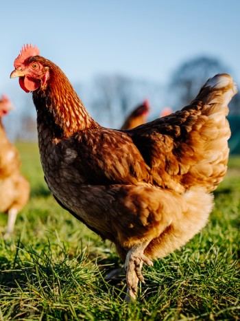Los diferentes significados de soñar con gallinas