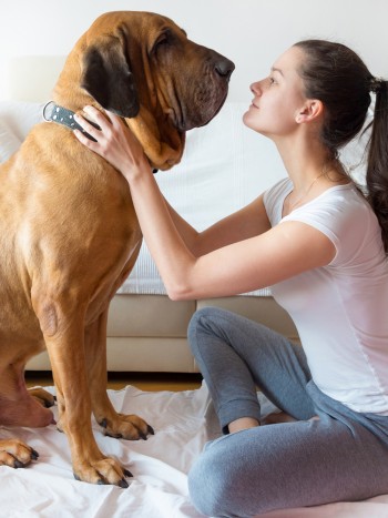 Soñar con perros grandes: en busca de la lealtad