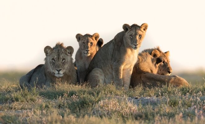 Significado de los sueños con leones: soñar con el liderazgo