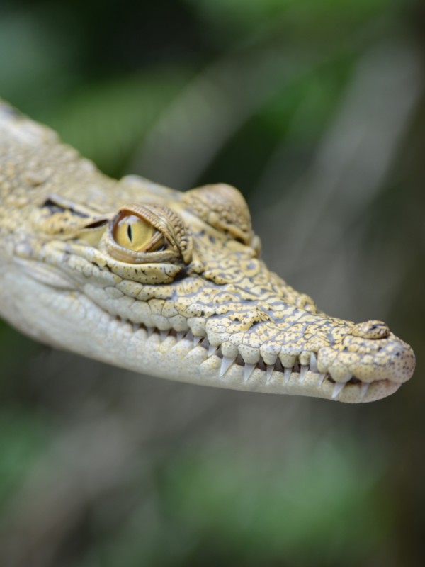 Soñar que un cocodrilo te persigue: aléjate del peligro