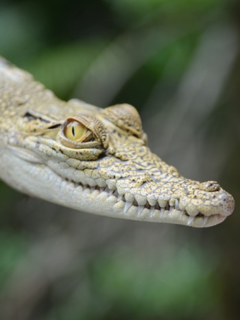 El significado de soñar con cocodrilos en casa: ¡cuidado!
