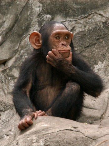 Significado de soñar con monos: eres una persona inteligente