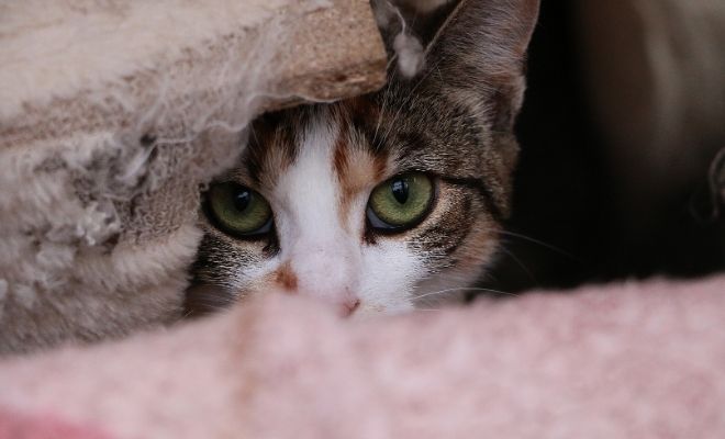 Frases para personas tímidas y vergonzosas