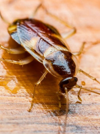 Soñar con cucarachas es un aviso: el significado de tu sueño