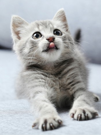 Soñar con gatos grises: sueños en calma