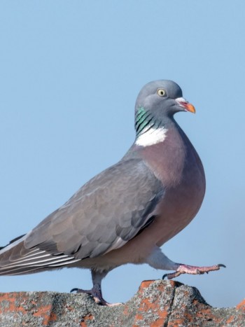 Soñar con palomas: un sueño de buen augurio