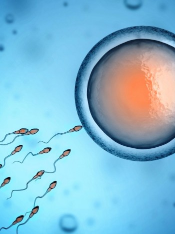 Dudas sobre la reproducción asistida: proceso, precio, duración, éxito