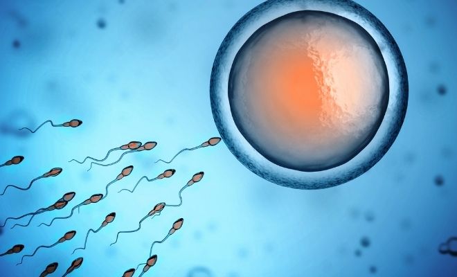 Dudas sobre la reproducción asistida: proceso, precio, duración, éxito