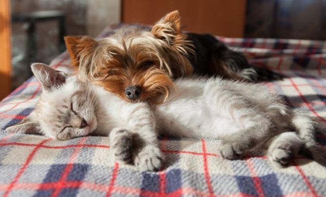 Frases sobre la siesta