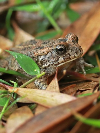 Soñar con sapos: descubre tu satisfacción personal en su significado