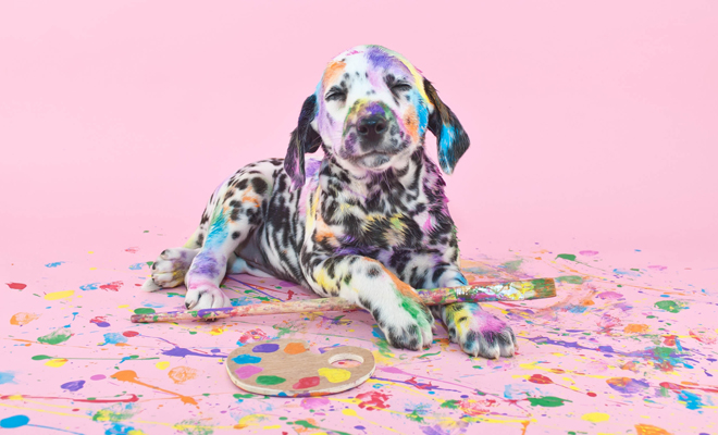 Bonitos nombres de perros que empiezan por Q