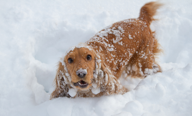 Los mejores nombres para tu cachorro recién llegado