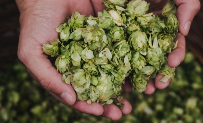Relajante natural para los nervios: Lúpulo