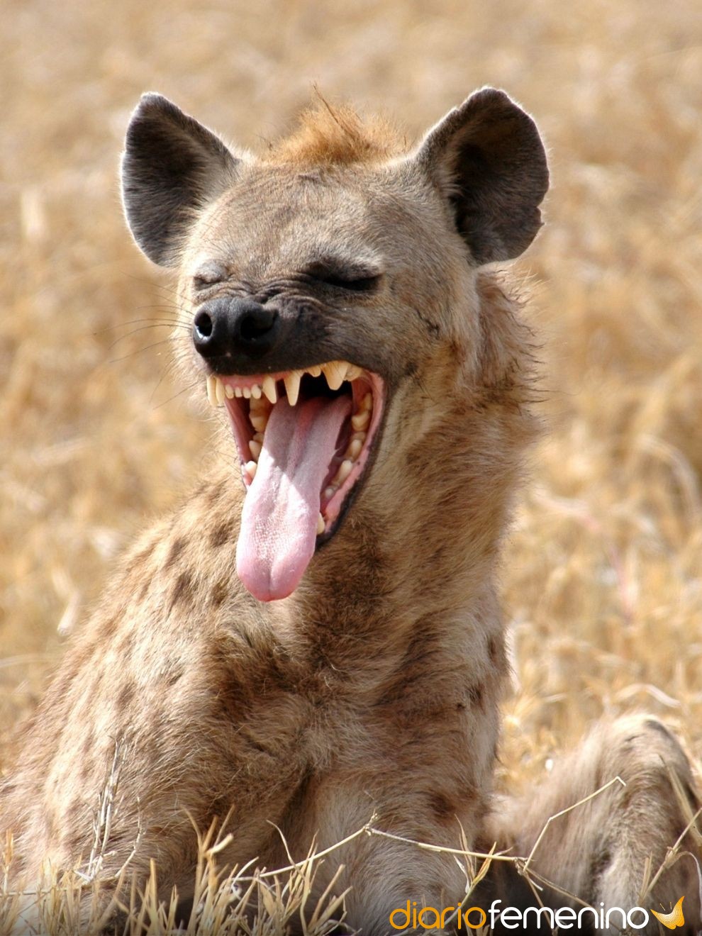 Top 85+ imagen soñar con leones y hienas
