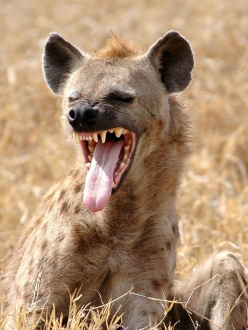 Soñar con hienas: una cuestión de perspectiva