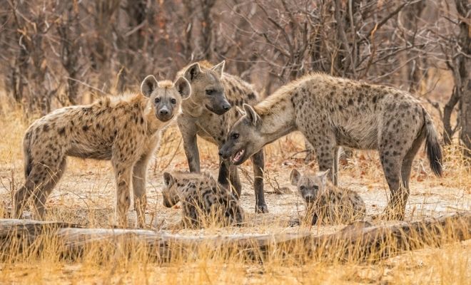 Soñar con hienas: una cuestión de perspectiva