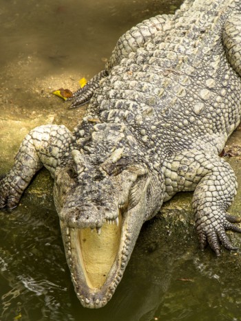 El peligroso significado de soñar que un cocodrilo se come a alguien