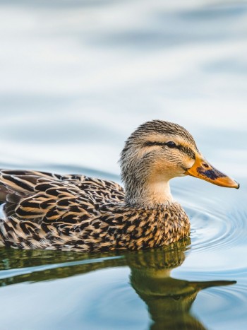 Soñar con patos: tu capacidad para disfrutar de los pequeños placeres