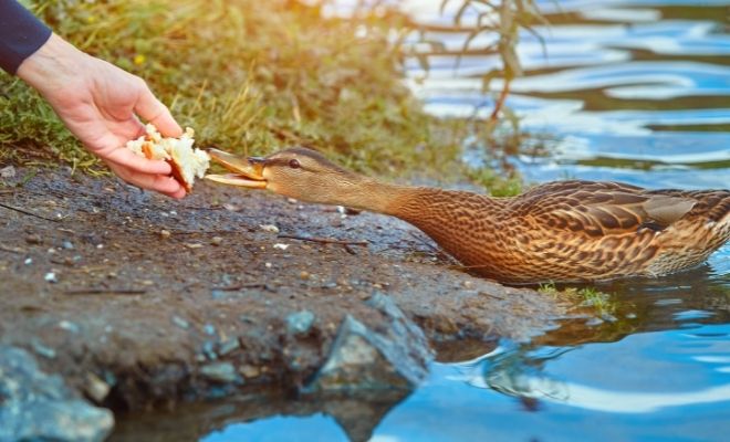 Significado de soñar con dar de comer a los patos