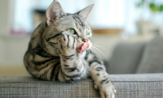 Nombres prohibidos para gatos: jamás llames así a tu mascota felina