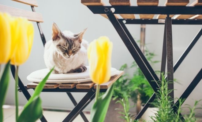 Los nombres que NO debes poner a tu nuevo gato