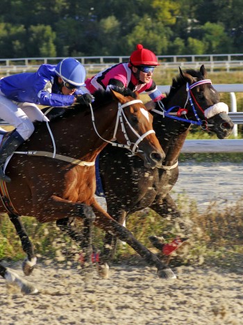 Soñar con carreras de caballos: ¿quieres llegar a la meta?