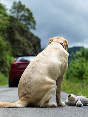 El impactante significado de soñar con perros abandonados