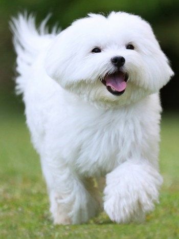 La verdadera pureza al soñar con un perro blanco
