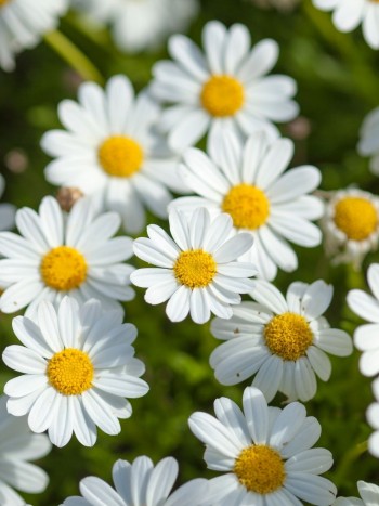 Soñar con margaritas: disfruta de los placeres más sencillos