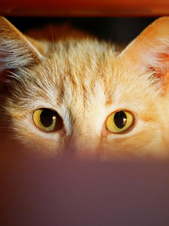 Soñar que un gato te vigila: la protección felina