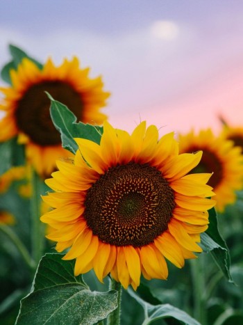 Qué significa soñar con girasoles: interpretaciones MUY positivas