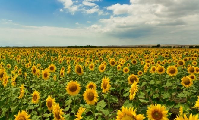 Qué significa soñar con girasoles: interpretaciones MUY positivas